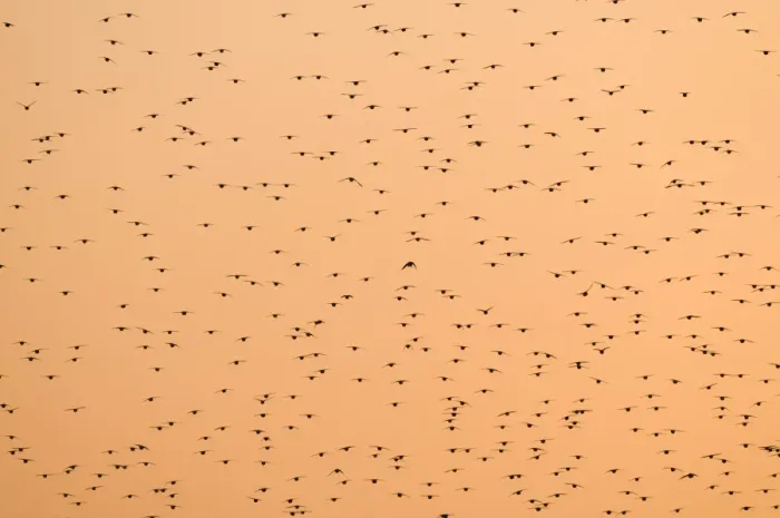 Framed Print : Starlings Sturnus vulgarus going to roost Norfolk November Framed Print : Starlings Sturnus vulgarus going to roost Norfolk November