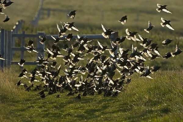 Starlings Sturnus vulgarus juveniles Shetland June