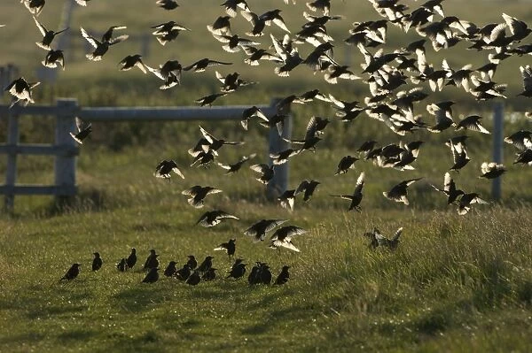 Starlings Sturnus vulgarus post breeding flock at Cley late summer Norfolk