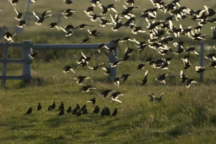Framed Print : Starlings Sturnus vulgarus post breeding flock at Cley late summer Norfolk Framed Print : Starlings Sturnus vulgarus post breeding flock at Cley late summer Norfolk