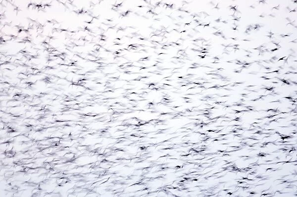 Statlings Sturnus vulgarus flock arriving at roost Cley Norfolk winter