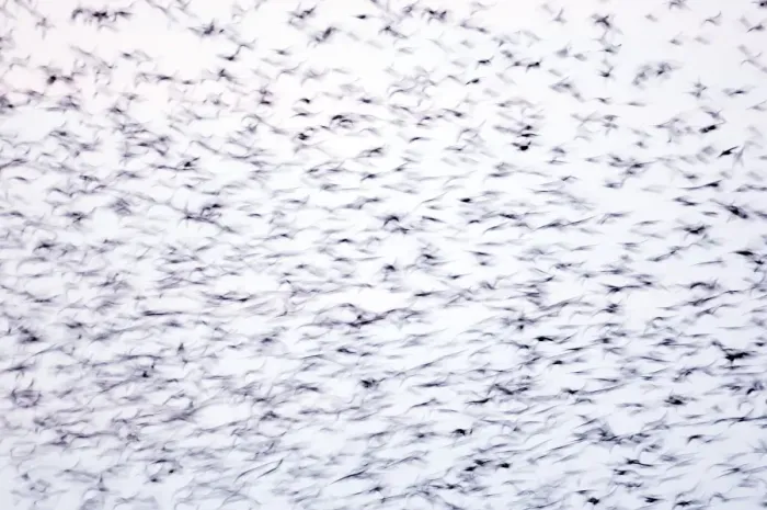 Framed Print : Statlings Sturnus vulgarus flock arriving at roost Cley Norfolk winter Framed Print : Statlings Sturnus vulgarus flock arriving at roost Cley Norfolk winter