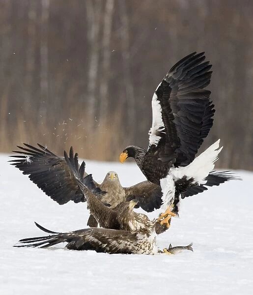 Stellers Eagle and White-tailed (Sea Eagles) squabble over a fish Akan Hokkaido Japan