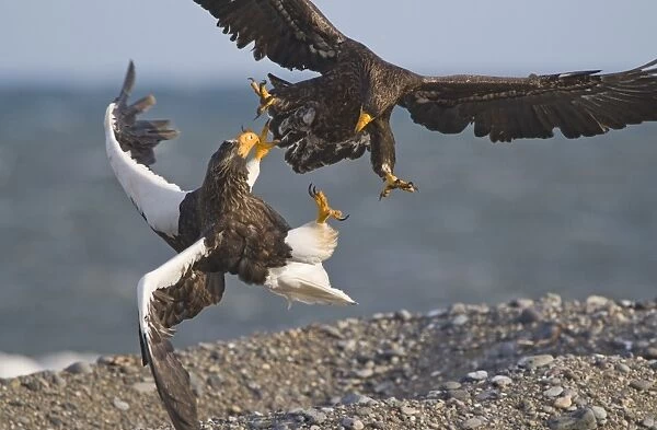 Stellers Eagles Haliaeetus pelagicus adult and immature fighting over carcass Shiretoko