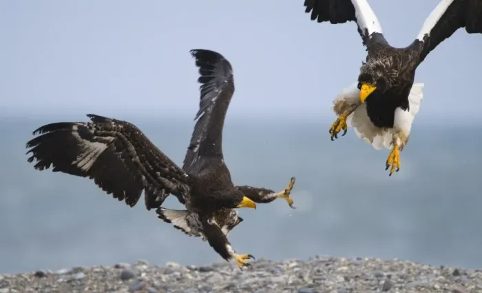 Framed Print : Stellers Eagles Haliaeetus pelagicus adult and immature fighting over carcass Shiretoko Framed Print : Stellers Eagles Haliaeetus pelagicus adult and immature fighting over carcass Shiretoko