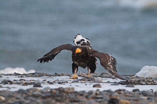 Stellers Eagles Haliaeetus pelagicus immature Hokkaido Japan February
