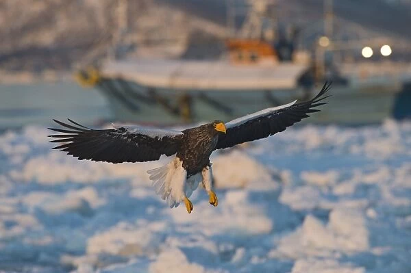 Stellers Eagles Haliaeetus pelagicus amongst sea ice of Okhotsk Sea with fishing