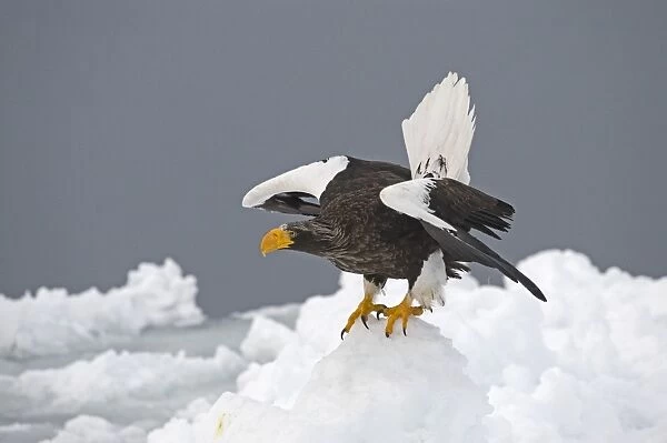 Stellers Eagles Haliaeetus pelagicus on sea ice in Nemuro Channel off Rausu Hokkaido