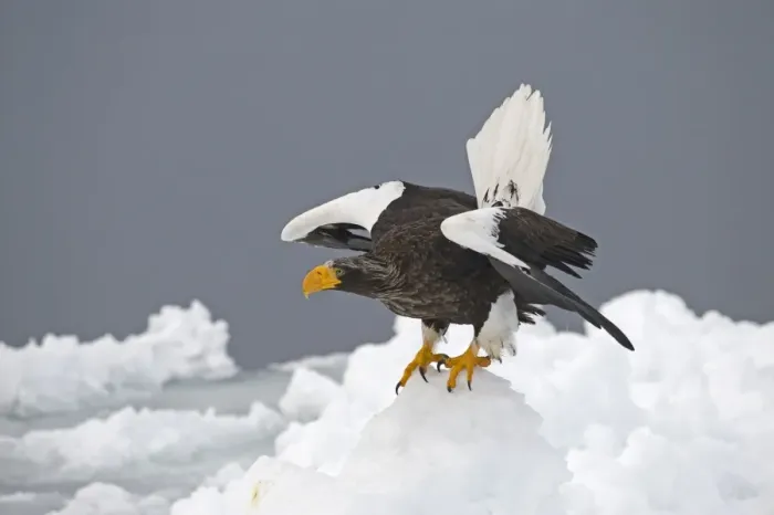 Framed Print : Stellers Eagles Haliaeetus pelagicus on sea ice in Nemuro Channel off Rausu Hokkaido Framed Print : Stellers Eagles Haliaeetus pelagicus on sea ice in Nemuro Channel off Rausu Hokkaido
