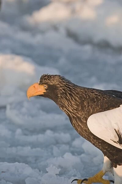 Stellers Eagles Haliaeetus pelagicus out on sea ice off Rausu on Shiretoko Peninsula