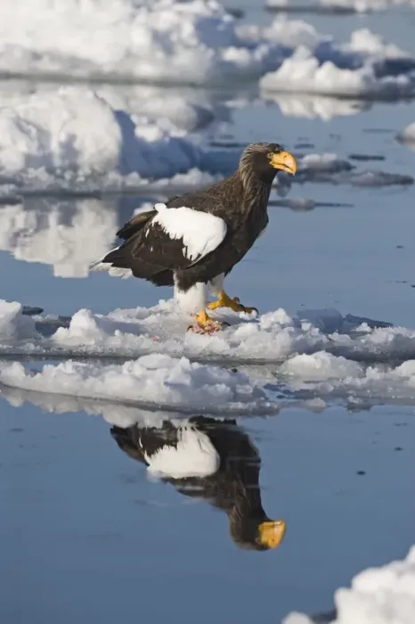 Framed Print : Stellers Eagles Haliaeetus pelagicus on sea ice off Rausu on Shiretoko Peninsula Framed Print : Stellers Eagles Haliaeetus pelagicus on sea ice off Rausu on Shiretoko Peninsula
