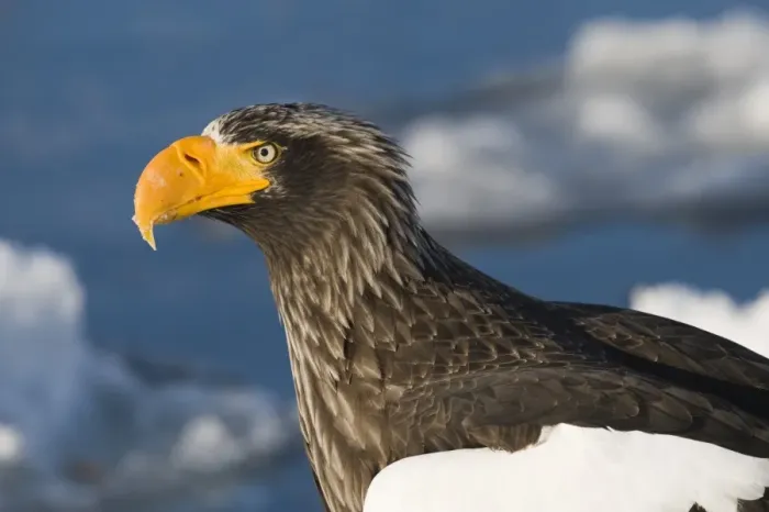 Framed Print : Stellers Eagles Haliaeetus pelagicus out on sea ice off Rausu on Shiretoko Peninsula