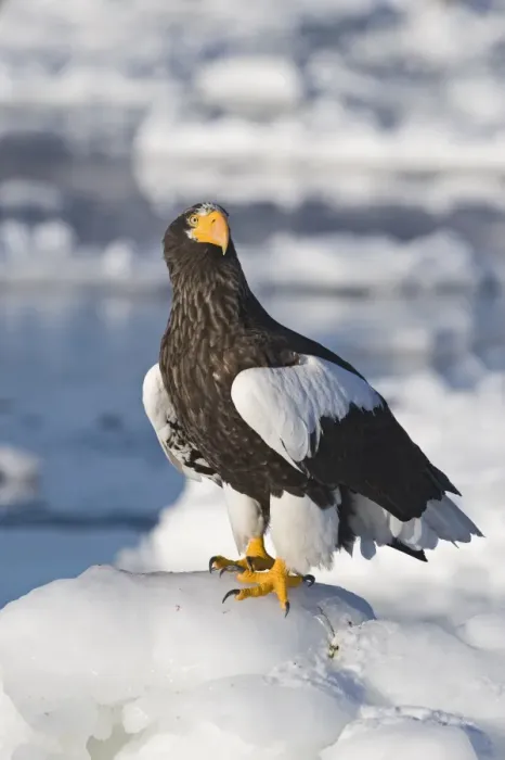 Framed Print : Stellers Eagles Haliaeetus pelagicus out on sea ice off Rausu on Shiretoko Peninsula Framed Print : Stellers Eagles Haliaeetus pelagicus out on sea ice off Rausu on Shiretoko Peninsula