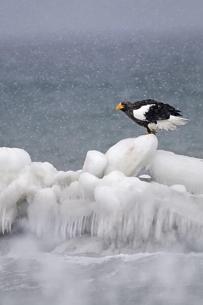 Stellers Eagles Haliaeetus pelagicus Shiretoko Peninsula Hokkaido Japan February