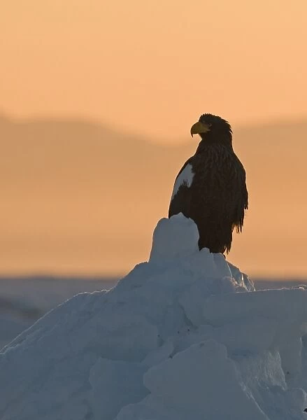 Stellers Eagles Haliaeetus pelagicus at sunrise on sea ice in Sea of Okhotsk off