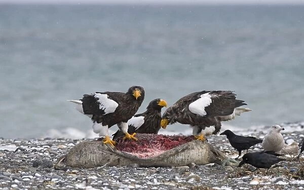 Stellers Eagles Haliaeetus pelagicusat feeding on dead seal Shiretoko Peninsula
