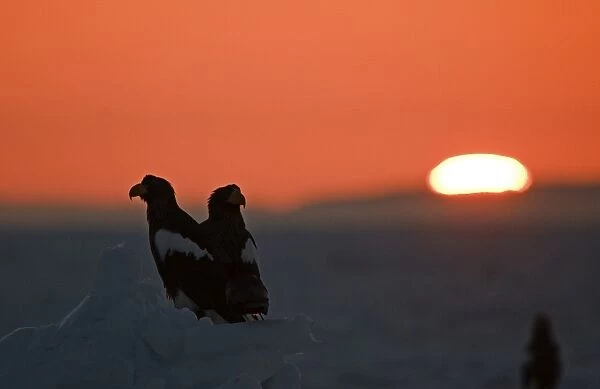 Stellers Eagles Haliaeetus pelagicusat sunrise on sea ice in Sea of Okhotsk off