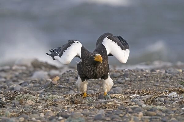 Stellers Eagles Haliaeetus pelagicusatabout to take off Shiretoko Peninsula Hokkaido