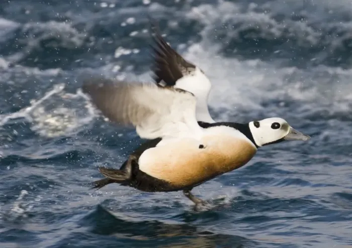 Framed Print : Stellers Eider Polysticta stelleri male taking off Varanger Fjord Arctic Norway March Framed Print : Stellers Eider Polysticta stelleri male taking off Varanger Fjord Arctic Norway March