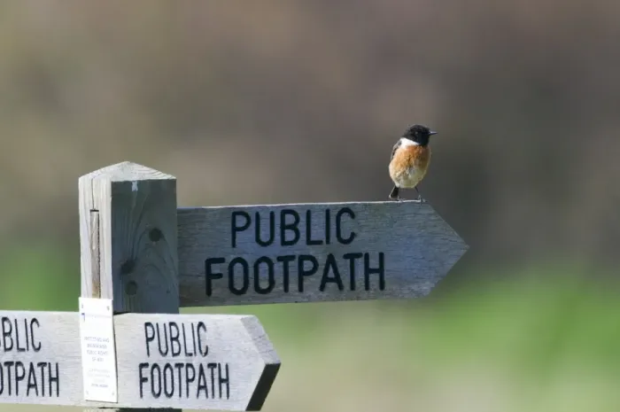 Framed Print : Stonechat saxicola torquata on footpath sign Minsmere Suffolk April