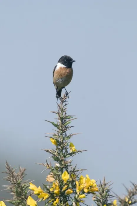 Framed Print : Stonechat Saxicola torquata male on Kelling Heath Norfolk April Framed Print : Stonechat Saxicola torquata male on Kelling Heath Norfolk April