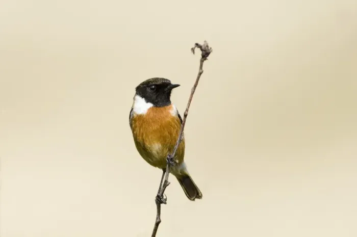 Framed Print : Stonechat Saxicola torquata male Northumberland spring