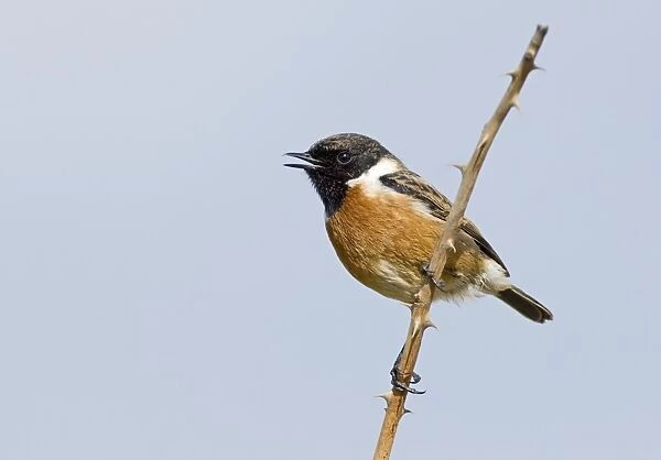 Stonechat Saxicola torquata male in song Northumberland spring
