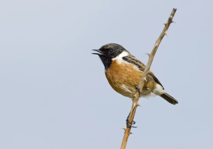 Framed Print : Stonechat Saxicola torquata male in song Northumberland spring
