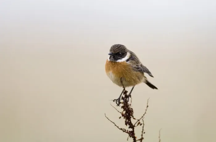 Framed Print : Stonechat Saxicola torquata male in winter Northumberland UK