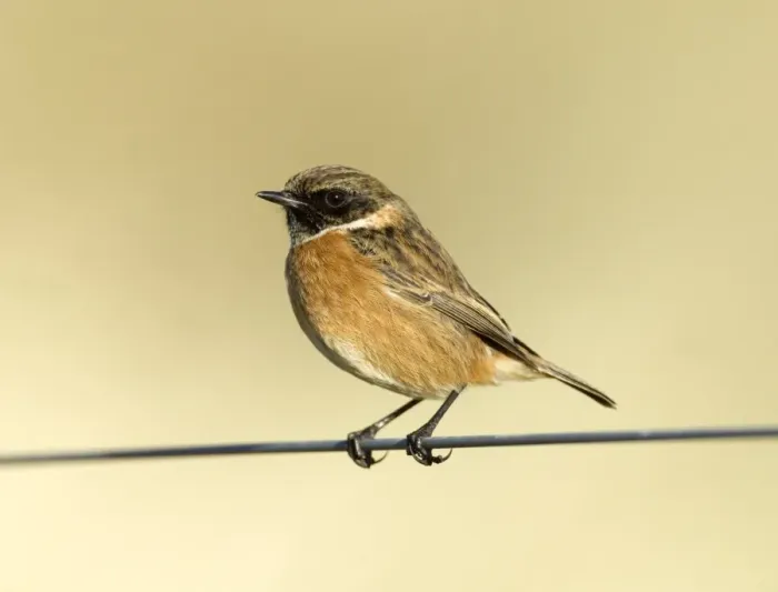 Framed Print : Stonechat Saxicola torquata male in winter UK January Framed Print : Stonechat Saxicola torquata male in winter UK January