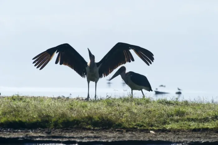 Framed Print : stork marabou stork lake nakuru kenya marabou Framed Print : stork marabou stork lake nakuru kenya marabou