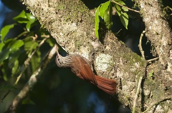 Streaked-headed Woodcreeper Lepidopcolates souleyetti La Selva Costa Rica
