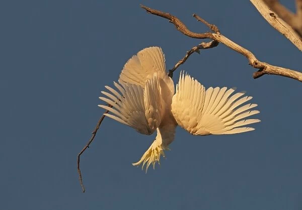 Sulphur-crested Cockatoo Cacatua galerita Miles Queensland Australia