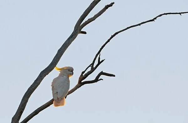 Sulphur-crested Cockatoo Cacatua galerita Miles Queensland Australia