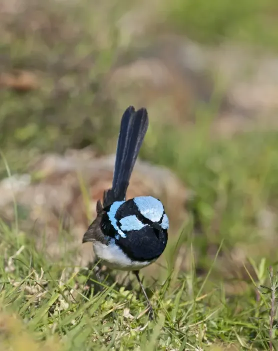 Framed Print : Superb Fairy-wren Malurus cyaneus male Queensland Australia Framed Print : Superb Fairy-wren Malurus cyaneus male Queensland Australia