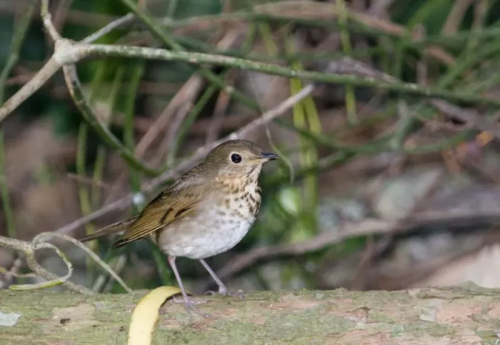 Framed Print : Swainsons Thrush Catharus ustulatus swainsoni Guatemala Framed Print : Swainsons Thrush Catharus ustulatus swainsoni Guatemala