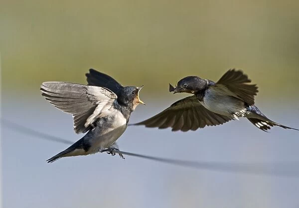 Swallow Hirundo rustica adult feeding fledged young Cley Norfolk September