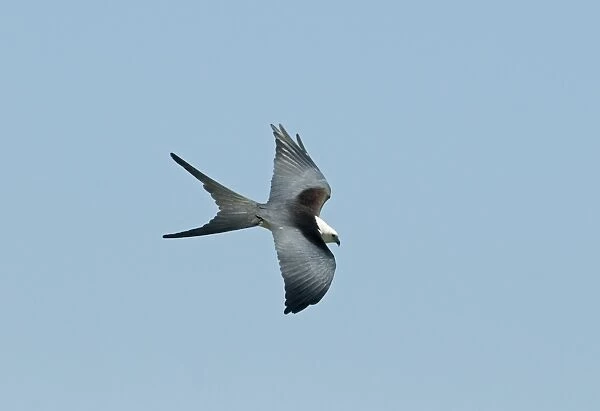 Swallow-tailed Kite Elanoides forficatus Florida Everglades USA