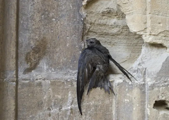 Framed Print : Swift Apus apus bedraggled from heavy rain Alfaro Spain