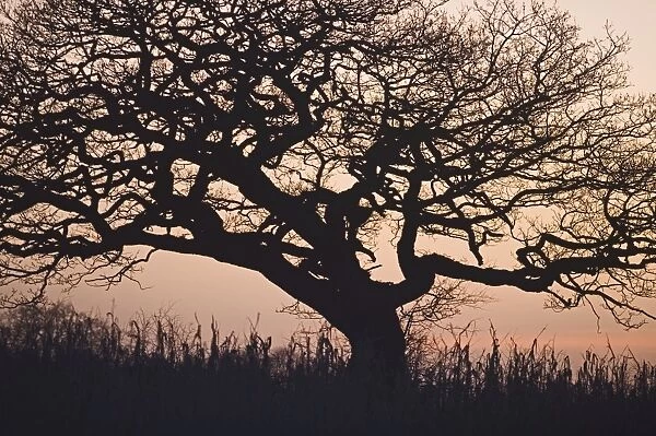 Sycamore Tree in hedgerow in winter Norfolk