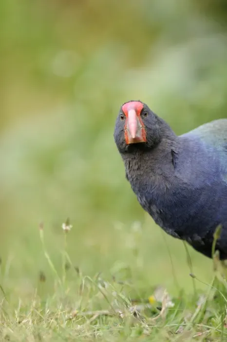 Framed Print : Takahe Porphyrio mantelli Tiri Matangi North Island New Zealand