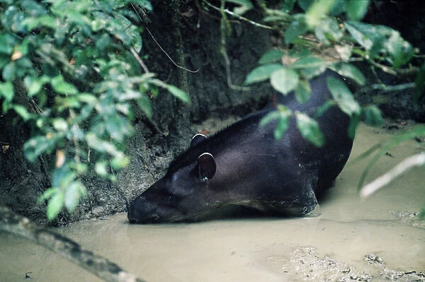 Tapir at clay lick, Manu, Amazonia, Peru
