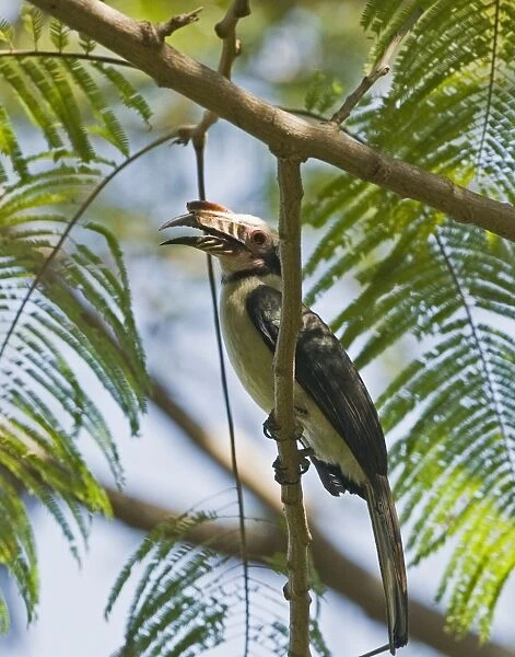 Tarictic Hornbill Penelopides manillae Subic Luzon Philippines