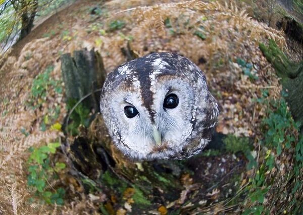 Tawny Owl Strix aluco autumn Kent (C)