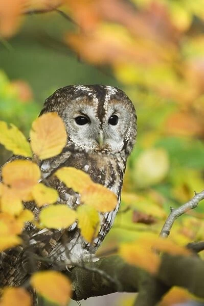 Tawny Owl Strix aluco among autumn leaves Kent