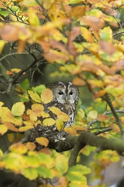 Tawny Owl Strix aluco among autumn leaves Kent
