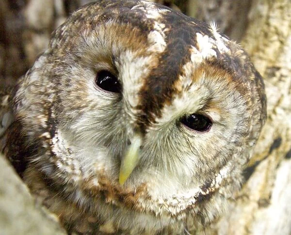 Tawny Owl Strix aluco UK