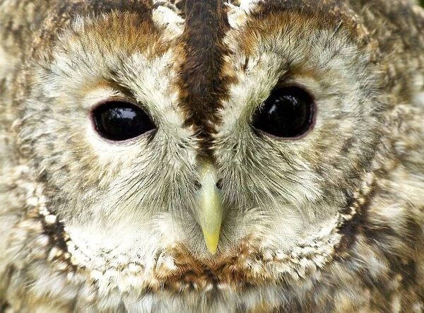 Tawny Owl Strix aluco UK