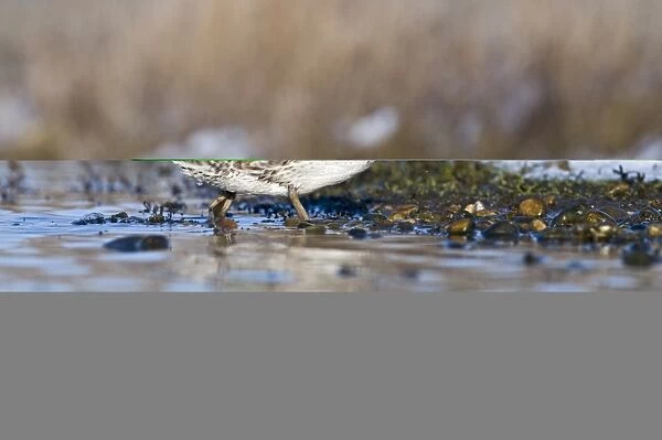 Teal Anas crecca female Norfolk winter