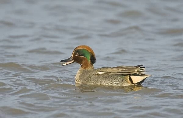 Teal Anas crecca male calling North Norfolk winter